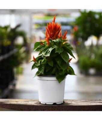 606T/36 CELOSIA FLAMMA ORANGE