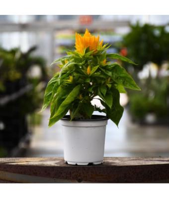 606T/36 CELOSIA FLAMMA GOLDEN