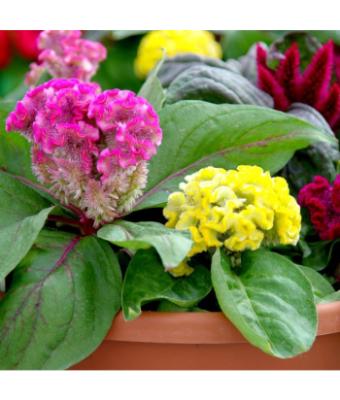 606T/36 CELOSIA BRAINIAC MIX