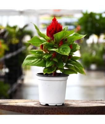 606T/36 CELOSIA FLAMMA RED