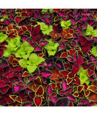 606T/36 COLEUS WIZARD MIX