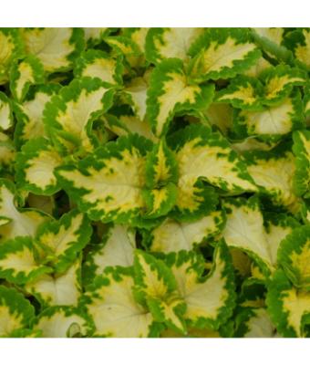 606T/36 COLEUS WIZARD JADE