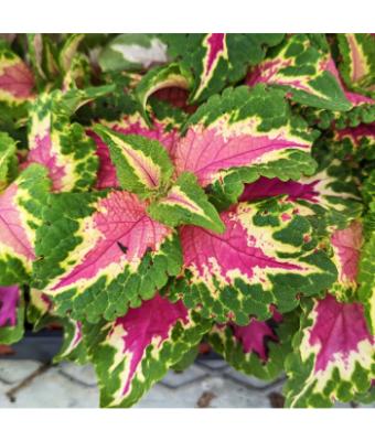 606T/36 COLEUS WIZARD ROSE
