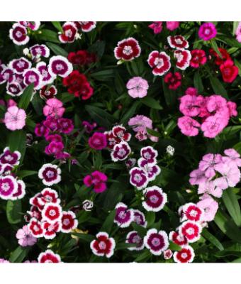 606T/36 DIANTHUS DIABUNDA MIX