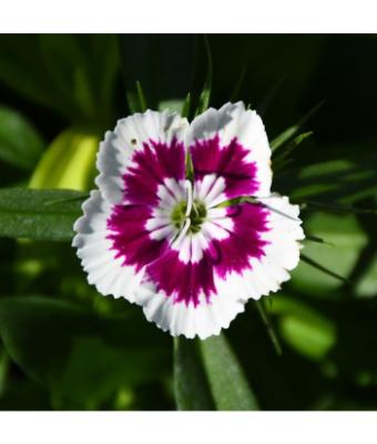 606T/36 DIANTHUS DIABUNDA PURPLE PICOTEE