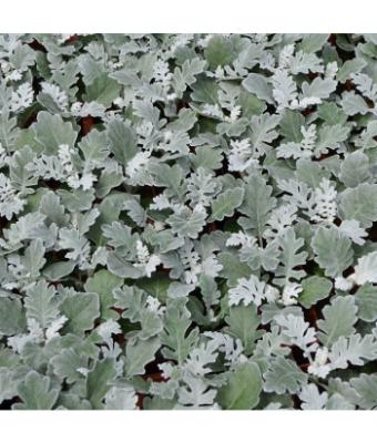 606T/36 DUSTY MILLER SILVER DUST