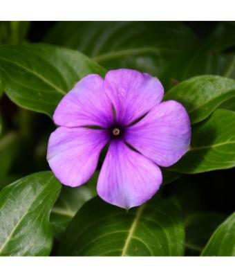 606T/36 VINCA TATTOO BLUEBERRY