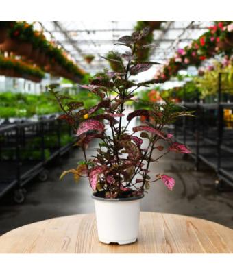 606T/36 HYPOESTES ROSE