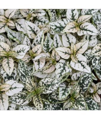 606T/36 HYPOESTES WHITE