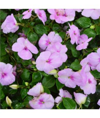 606T/36 IMPATIENS BLUE PEARL