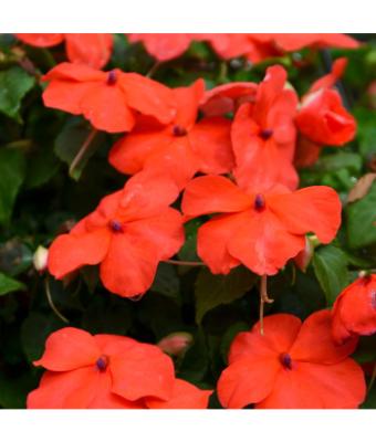 606T/36 IMPATIENS ORANGE
