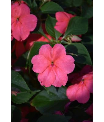 606T/36 IMPATIENS CORAL