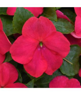 606T/36 IMPATIENS LIPSTICK
