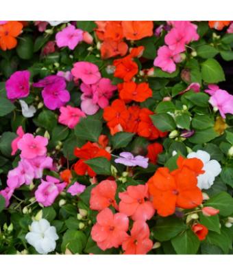 606T/36 IMPATIENS MIXED