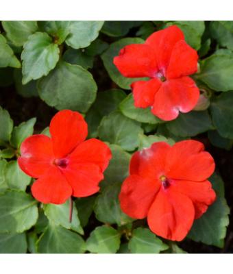 606T/36 IMPATIENS RED