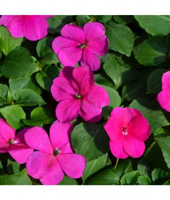 606T/36 IMPATIENS VIOLET