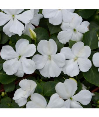 606T/36 IMPATIENS WHITE