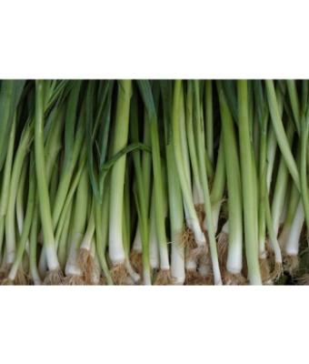 E606T/36 LEEKS