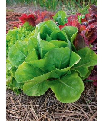 E606T/36 LETTUCE ROMAINE
