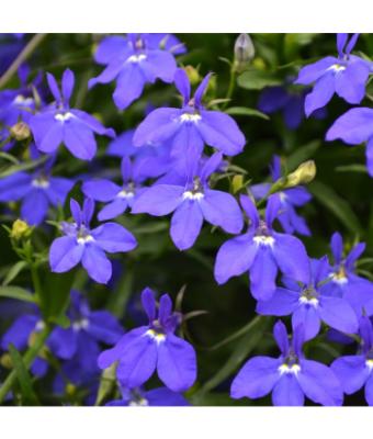 606T/36 LOBELIA RIVIERA MIDNIGHT BLUE