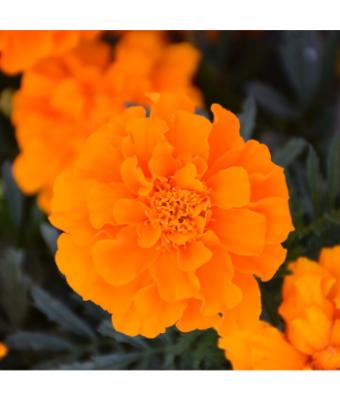 606T/36 MARIGOLD DURANGO ORANGE