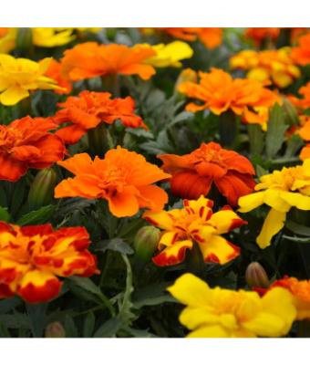 606T/36 MARIGOLD DURANGO MIX