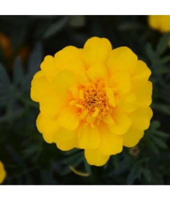 606T/36 MARIGOLD DURANGO YELLOW