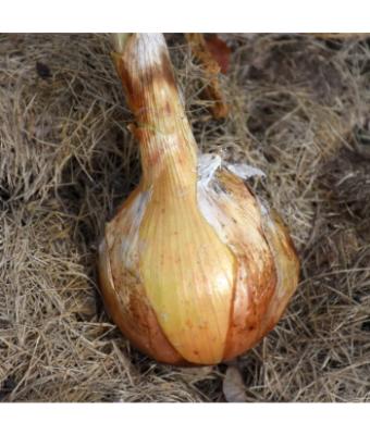 E606T/36 ONION SWEET YELLOW