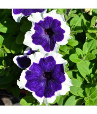 606T/36 PETUNIA HULAHOOP BLUE