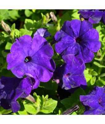 606T/36 PETUNIA HURRAH BLUE
