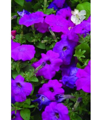 606T/36 PETUNIA HURRAH LAVENDER TIE DYE