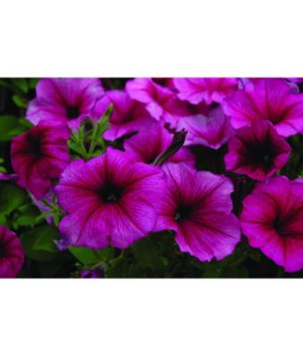 606T/36 PETUNIA HURRAH PLUM