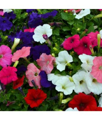 606T/36 PETUNIA HURRAH MIX