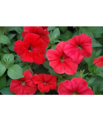 606T/36 PETUNIA HURRAH RED