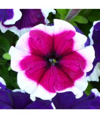606T/36 PETUNIA HULAHOOP BURGUNDY