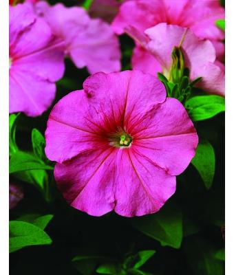 606T/36 PETUNIA HURRAH PINK