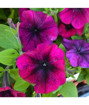 606T/36 PETUNIA HURRAH RED