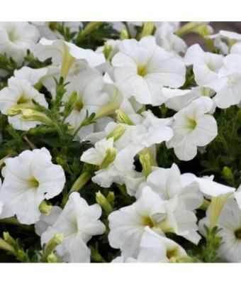 606T/36 PETUNIA HURRAH WHITE