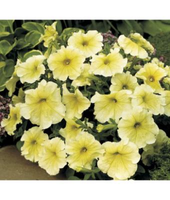 606T/36 PETUNIA PRISM SUNSHINE