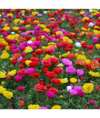 606T/36 PORTULACA (MOSSROSE) MIX