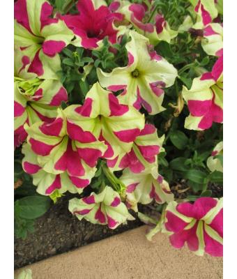 606T/36 PETUNIA SOPHISTICA LIME BICOLOR