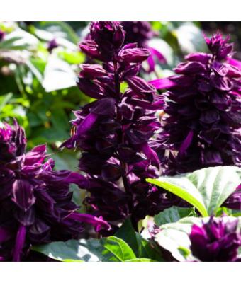 606T/36 SALVIA MOJAVE PURPLE