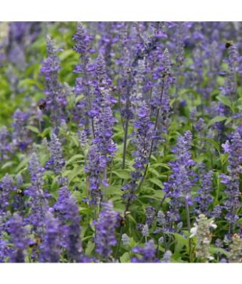 606T/36 SALVIA VICTORIA BLUE