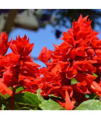 606T/36 SALVIA LIGHTHOUSE RED