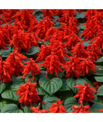606T/36 SALVIA MOJAVE RED