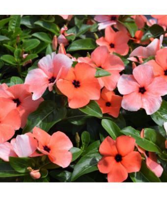 606T/36 VINCA TATTOO ORANGE