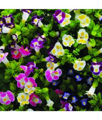 606T/36 TORENIA HI-LITE MIX