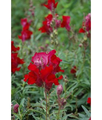 606T/36 SNAPDRAGON TALL CRIMSON