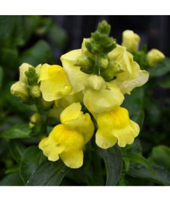 606T/36 SNAPDRAGON TALL YELLOW