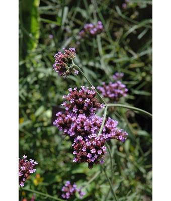 606T/36 VERBENA BUENOS AIRES